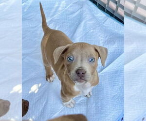 Mutt Dogs for adoption in Mooresville, NC, USA