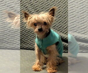 Mutt Dogs for adoption in St. Louis Park, MN, USA