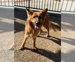 German Shepherd Dog Dogs for adoption in Riverside, CA, USA