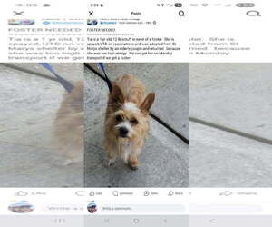 Mutt Dogs for adoption in New Orleans, LA, USA