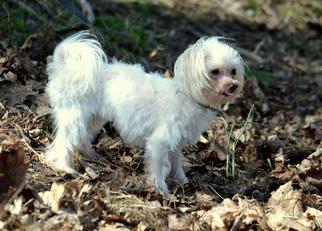 Maltese Dogs for adoption in Florence, KY, USA