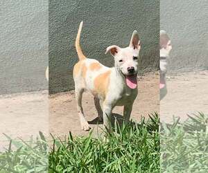 Mutt Dogs for adoption in Naples, FL, USA