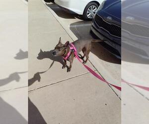 American Staffordshire Terrier-Labrador Retriever Mix Dogs for adoption in San Antonio, TX, USA