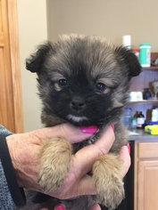 Medium Photo #1 Chiranian Puppy For Sale in Grafton, WI, USA