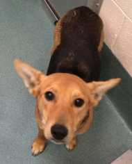 Basenji Dogs for adoption in Durham, NC, USA