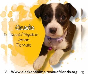 Papshund Dogs for adoption in Anchorage, AK, USA