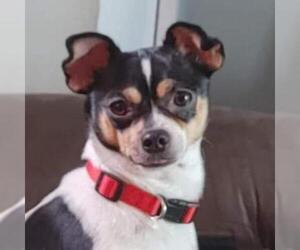 Rat Terrier Dogs for adoption in Von Ormy, TX, USA
