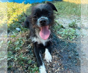 Border Terrier-Chihuahua Mix Dogs for adoption in Rockaway, NJ, USA