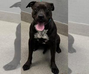 American Pit Bull Terrier-Unknown Mix Dogs for adoption in Las Vegas, NV, USA