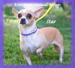 Chihuahua Dogs for adoption in WATERBURY, CT, USA