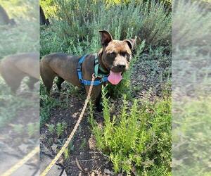 American Pit Bull Terrier-Staffordshire Bull Terrier Mix Dogs for adoption in Santa Barbara, CA, USA