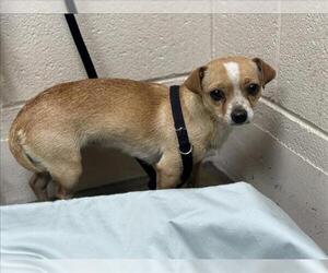 Chihuahua-Unknown Mix Dogs for adoption in Moreno Valley, CA, USA
