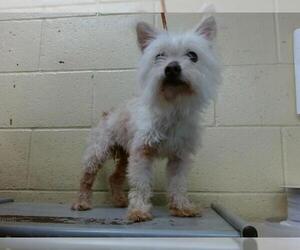 Mutt Dogs for adoption in Downey, CA, USA