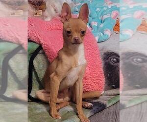 Chihuahua Dogs for adoption in La Verne , CA, USA