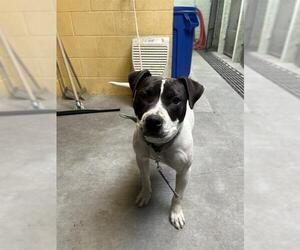 American Pit Bull Terrier Dogs for adoption in Stockton, CA, USA