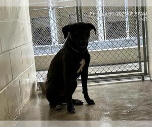 Labrador Retriever-Unknown Mix Dogs for adoption in Ocala, FL, USA