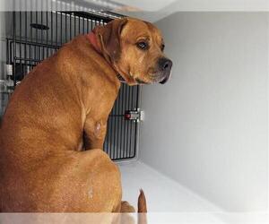 Rhodesian Ridgeback Dogs for adoption in Houston, TX, USA