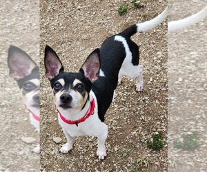 Rat Terrier Dogs for adoption in Walnutport, PA, USA