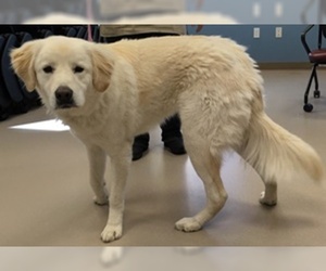 Golden Pyrenees Dogs for adoption in Grand Junction, CO, USA