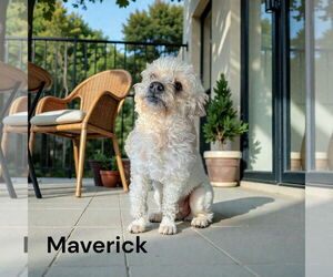 Poodle (Toy) Dogs for adoption in Menifee, CA, USA