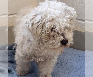 Maltese Dogs for adoption in Petaluma, CA, USA