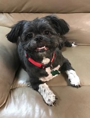 Shih Tzu-Unknown Mix Dogs for adoption in Yardley, PA, USA