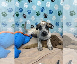 Mutt Dogs for adoption in Chico, CA, USA