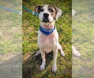 Labrador Retriever-Unknown Mix Dogs for adoption in Fort Lauderdale, FL, USA