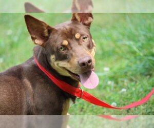 Dobie-Basset Dogs for adoption in Yardley, PA, USA