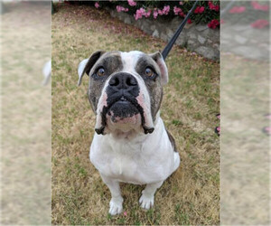 Bulldog-Unknown Mix Dogs for adoption in Canutillo, TX, USA