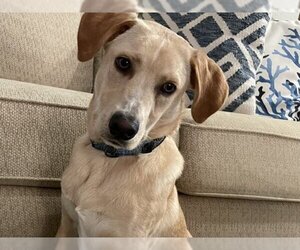 Golden Labrador Dogs for adoption in Los Angeles, CA, USA