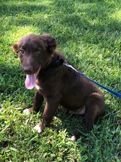 Collie-Unknown Mix Dogs for adoption in Sparta, IL, USA