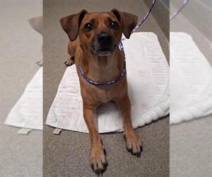 Beagle-Unknown Mix Dogs for adoption in Las Vegas, NV, USA