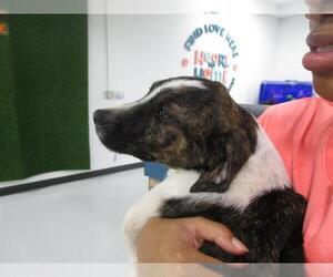 German Shorthaired Pointer-Unknown Mix Dogs for adoption in Temple, TX, USA