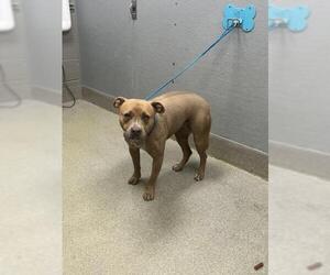 Mutt Dogs for adoption in Las Vegas, NV, USA