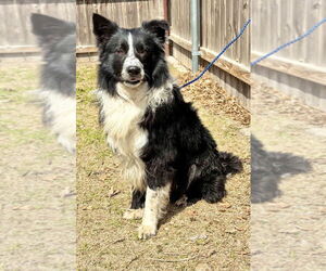 Border Collie Dogs for adoption in Great Bend, KS, USA