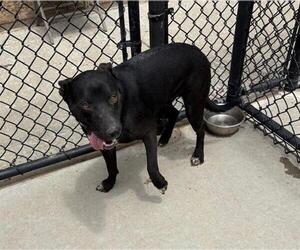 American Pit Bull Terrier Dogs for adoption in Tulsa, OK, USA