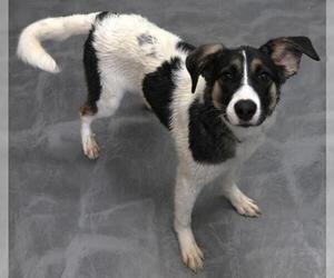 Border Collie-Catahoula Leopard Dog Mix Dogs for adoption in Thief River Falls, MN, USA
