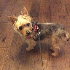 Silky Terrier Dogs for adoption in St. Louis Park, MN, USA