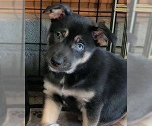 Mutt Dogs for adoption in Kansas City, MO, USA