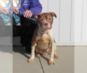 American Pit Bull Terrier Dogs for adoption in Louisville, KY, USA