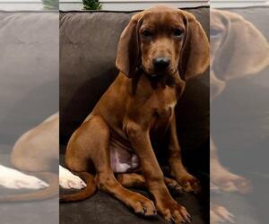 Redbone Coonhound Dogs for adoption in Crystal , MN, USA