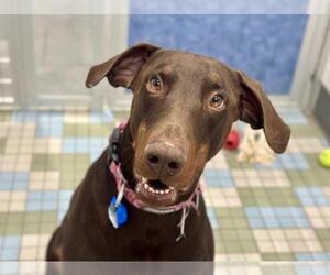 Doberman Pinscher Dogs for adoption in Fort Collins, CO, USA