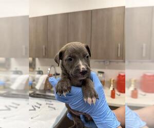 American Pit Bull Terrier-Unknown Mix Dogs for adoption in Baytown, TX, USA