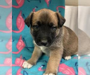 Mutt Dogs for adoption in HESPERIA, CA, USA