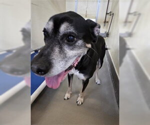 Labrador Retriever-Unknown Mix Dogs for adoption in Sanford, FL, USA
