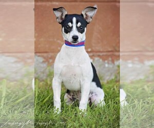 Chihuahua Dogs for adoption in Pryor, OK, USA