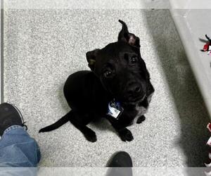 Labrador Retriever Dogs for adoption in Fort Collins, CO, USA