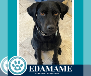 Labrador Retriever-Unknown Mix Dogs for adoption in Kimberton, PA, USA