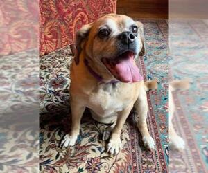 Puggle Dogs for adoption in Germantown, OH, USA